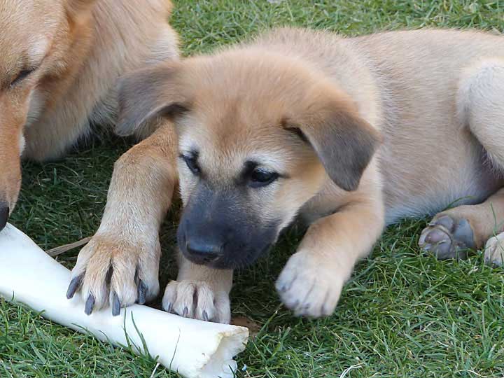 chinook puppy